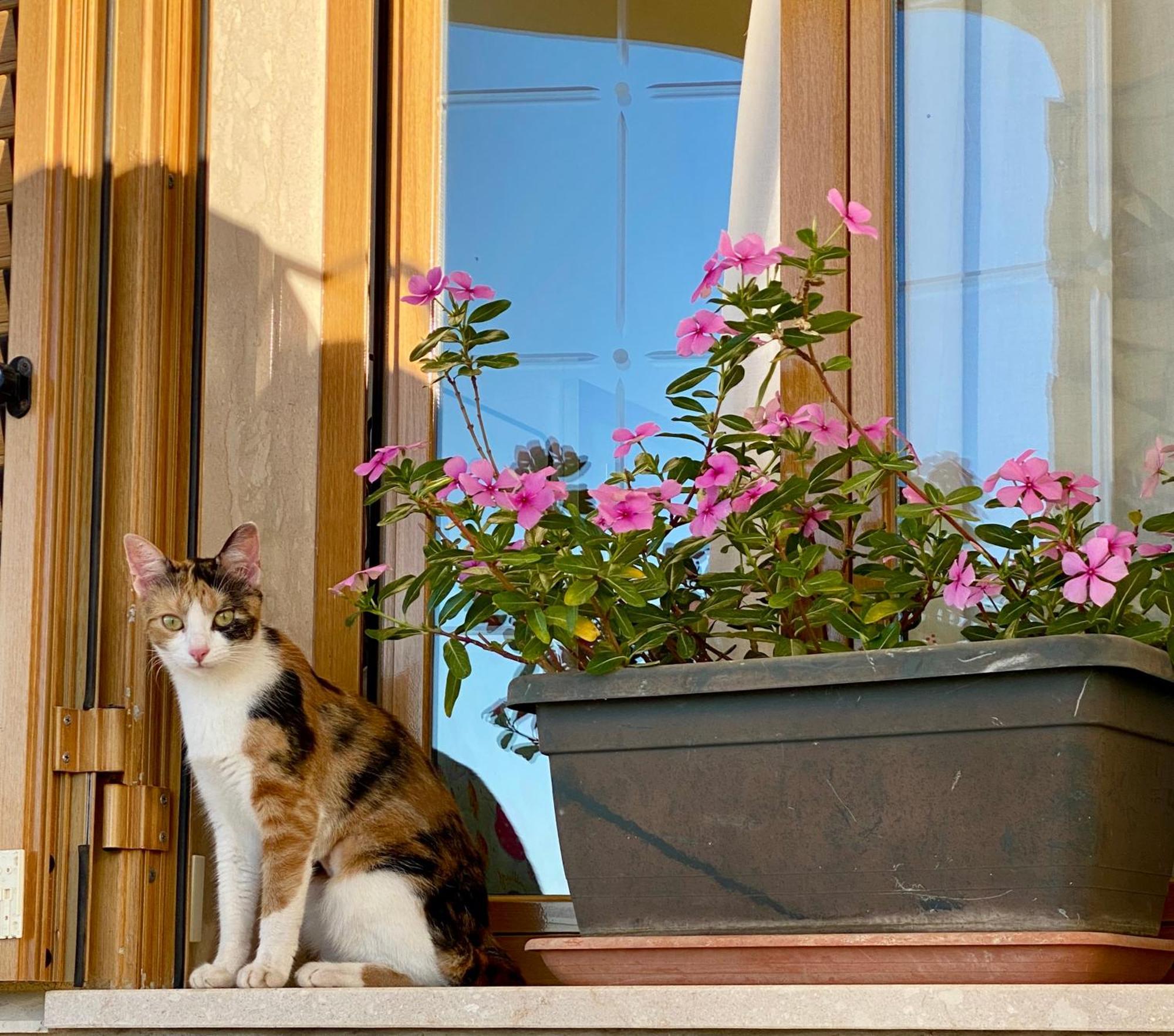 Villa Mare Giuggiola 알카모 마리나 외부 사진